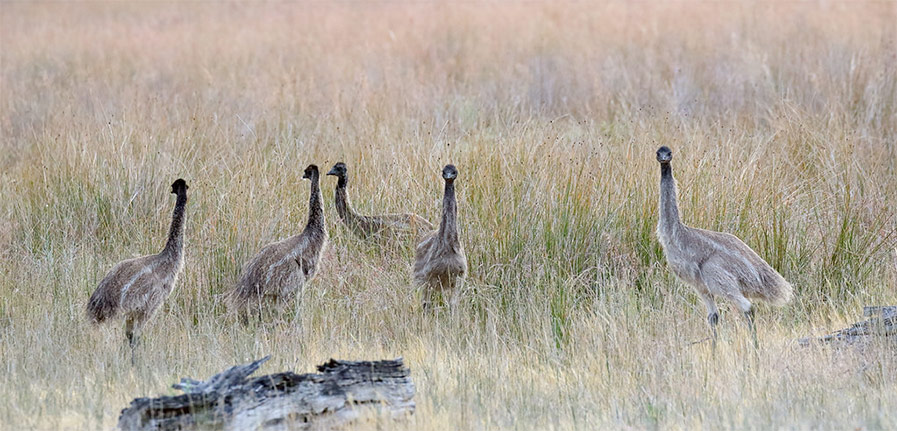 Emu dad with chicks