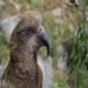 Photo of Kea