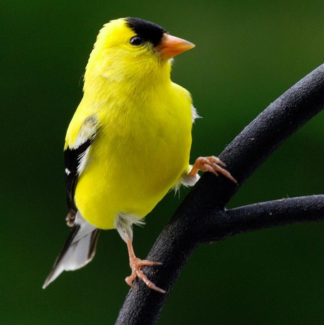 Learn About the Colorful American Goldfinch | Birdorable Birds