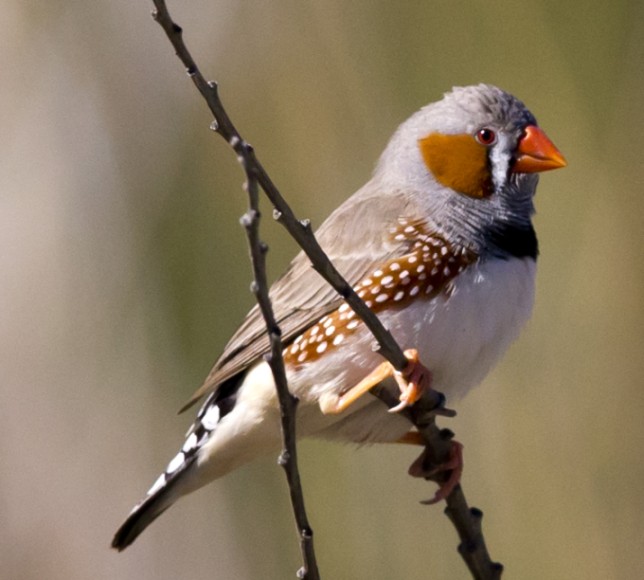 Cute Zebra Finch by Birdorable