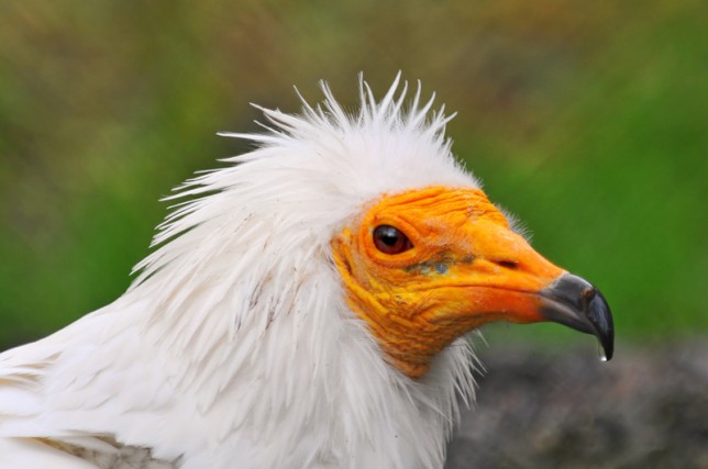 Cute Egyptian Vulture by Birdorable