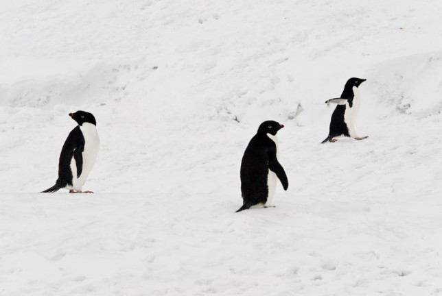 Cute Adelie Penguin by Birdorable