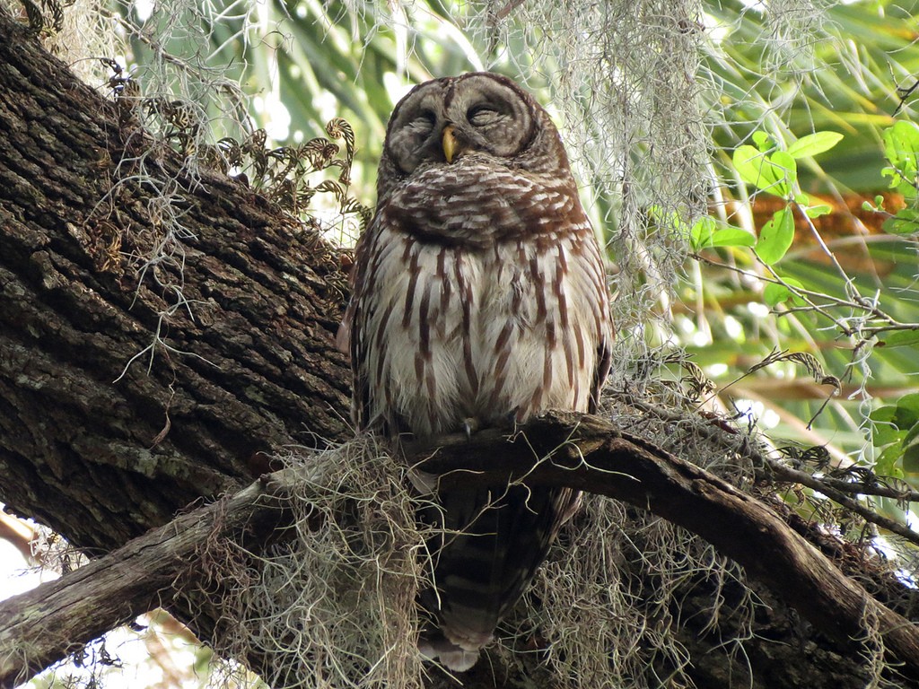 Cute Barred Owl by Birdorable