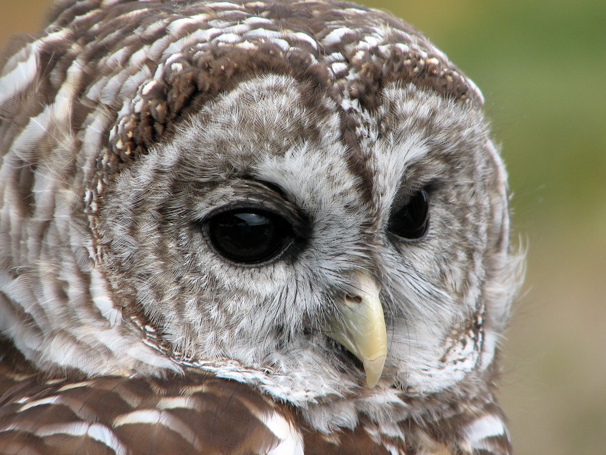 Cute Barred Owl by Birdorable