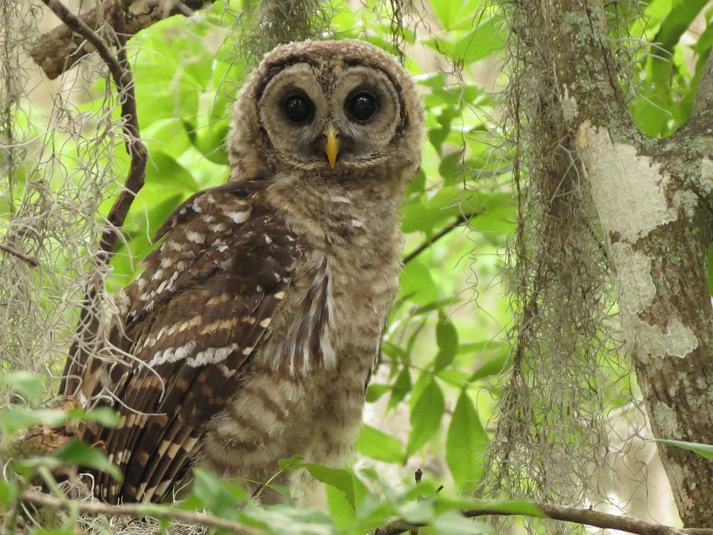 Cute Barred Owl by Birdorable