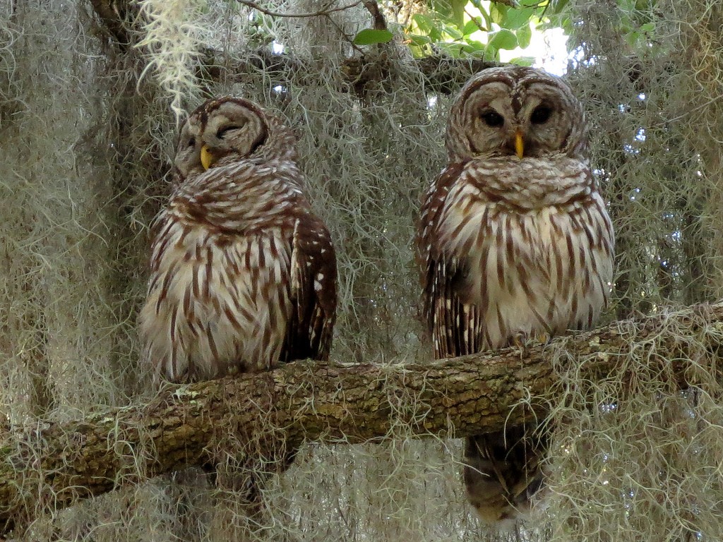 Cute Barred Owl by Birdorable