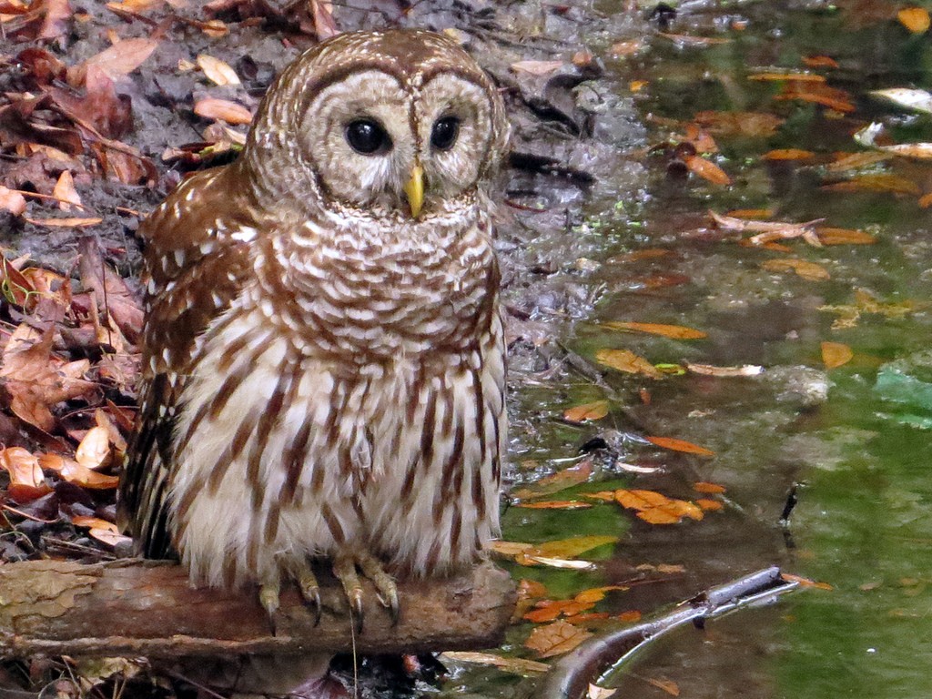 Cute Barred Owl by Birdorable