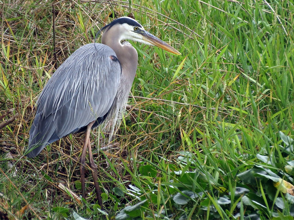 Meet the Cute & Majestic Great Blue Heron | Birdorable Birds