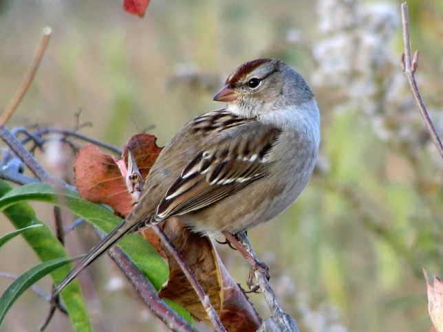 Meet the Cute White-crowned Sparrow by Birdorable