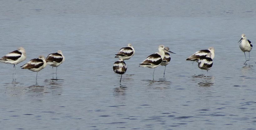 Cute American Avocet by Birdorable