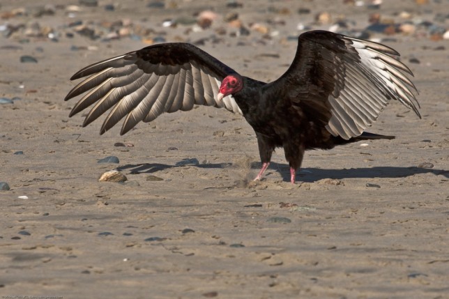 Cute Turkey Vulture by Birdorable