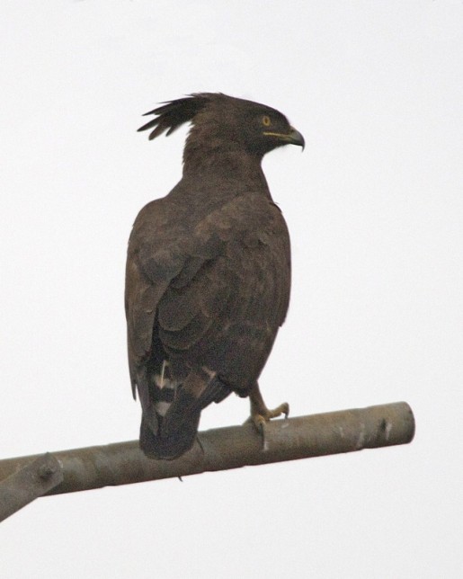 Meet The Long-tailed Eagle Of Sub-saharan Africa 