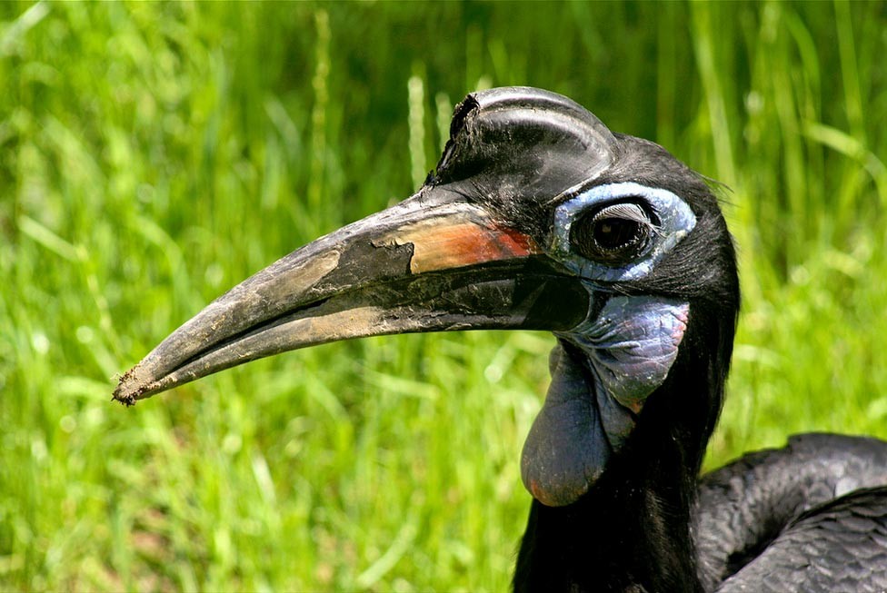 Meet the Cute Abyssinian Ground Hornbill by Birdorable