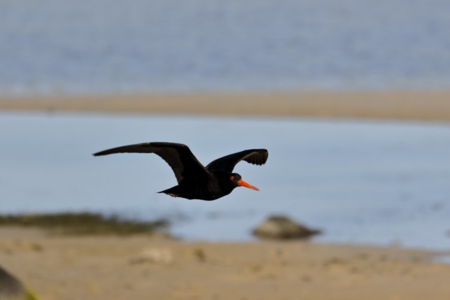 Cute Sooty Oystercatcher by Birdorable