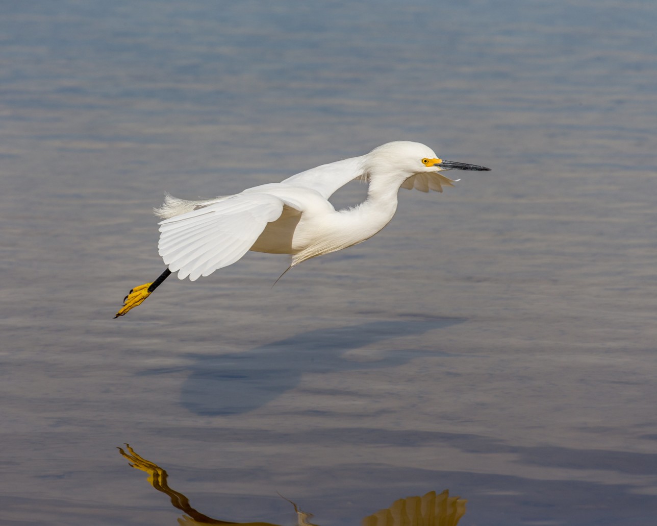 Meet the Snowy Egret with the Golden Slippers | Birdorable Birds