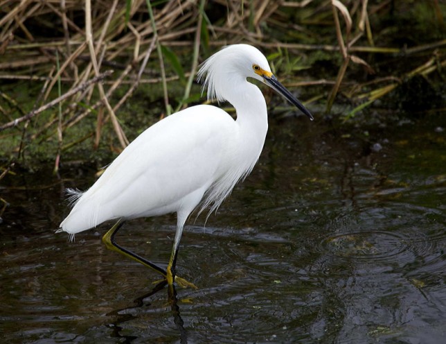 Meet the Snowy Egret with the Golden Slippers | Birdorable Birds