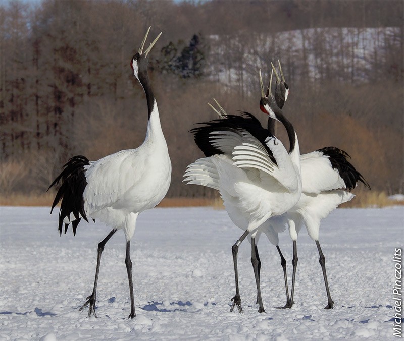 Meet the Birdorable Red-crowned Crane aka Japanese Crane