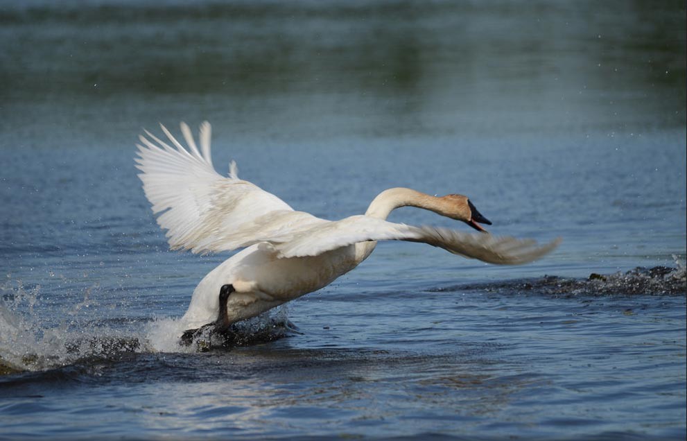 Trumpeter Swan info from Birdorable