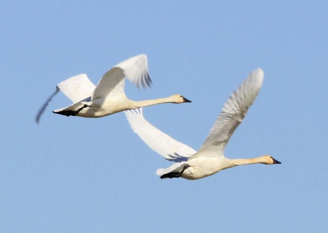 Read About the Tundra Swan