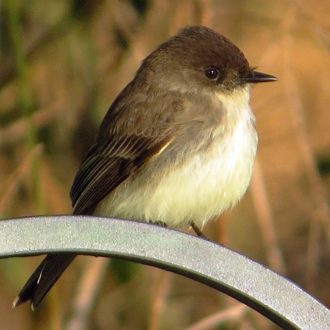 Eastern Phoebe - The Tail-Wagging Flycatcher | Birdorable Birds