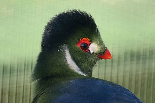 Read About the White-cheeked Turaco