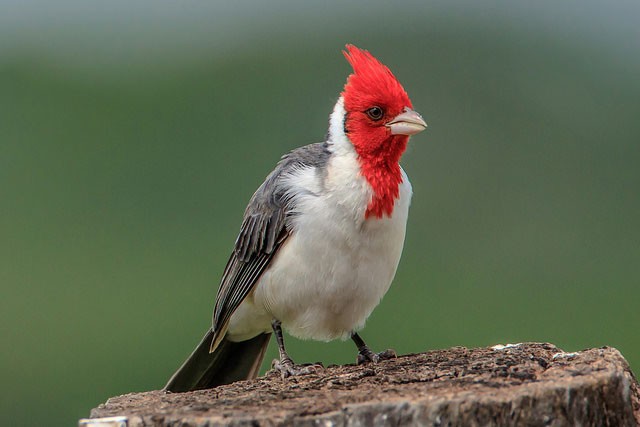 Discover the Vibrant Red-crested Cardinal with Birdorable