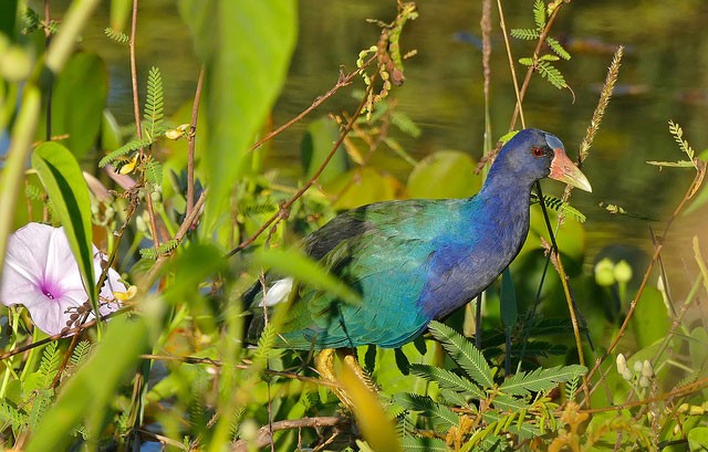 Read About the Purple Gallinule