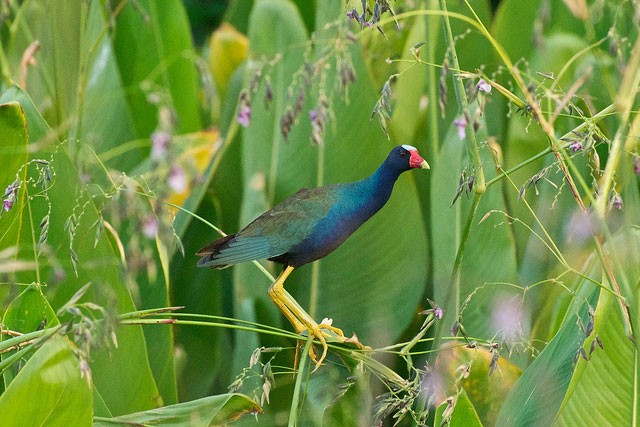 Read About the Purple Gallinule