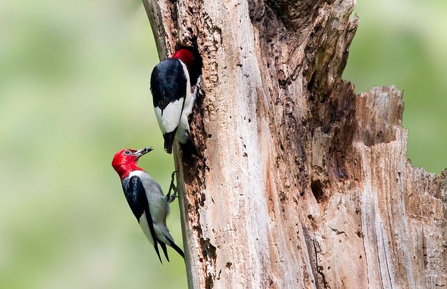 Cartoon Red-headed Woodpecker