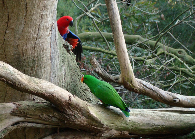 Cute Eclectus Parrot By Birdorable