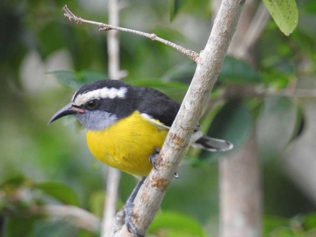 Bananaquit | Cute Cartoon Bird | Meet the Birdorable