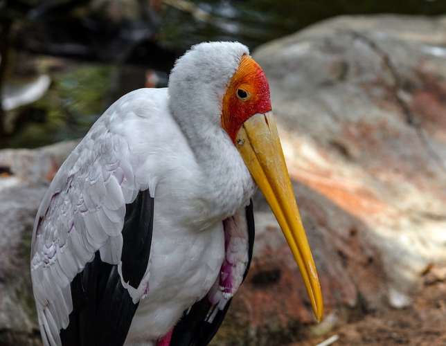 Cute Cartoon Yellow-billed Stork