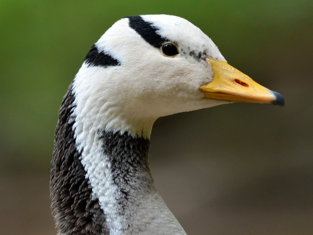 Birdorable Bar-headed Goose