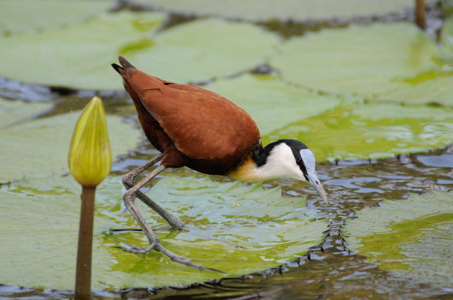 Cute Cartoon African Jacana