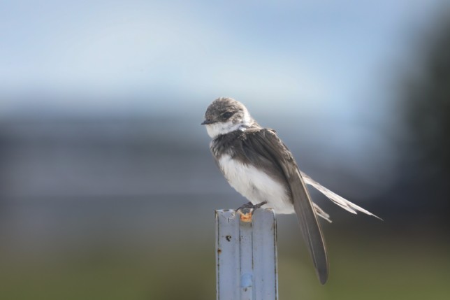 Birdorable Bank Swallow | Meet the Birds