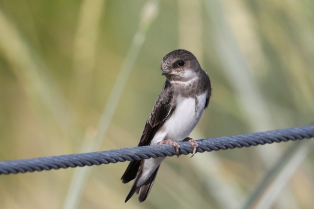 Birdorable Bank Swallow | Meet the Birds