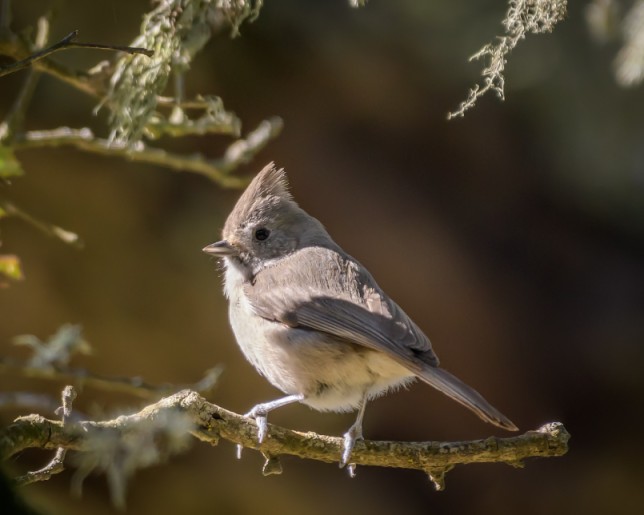 Oak Titmouse - The Crest of the Oaks | Birdorable Birds