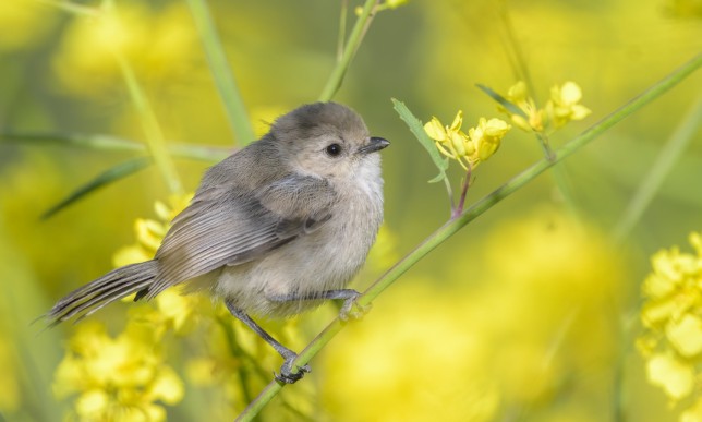 Meet the Bushtit: Tiny Acrobatic Songbird | Birdorable Bird