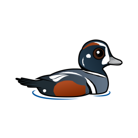 Read About the Harlequin Duck