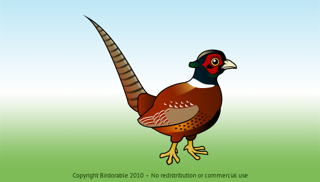 Cute Common Pheasant by Birdorable