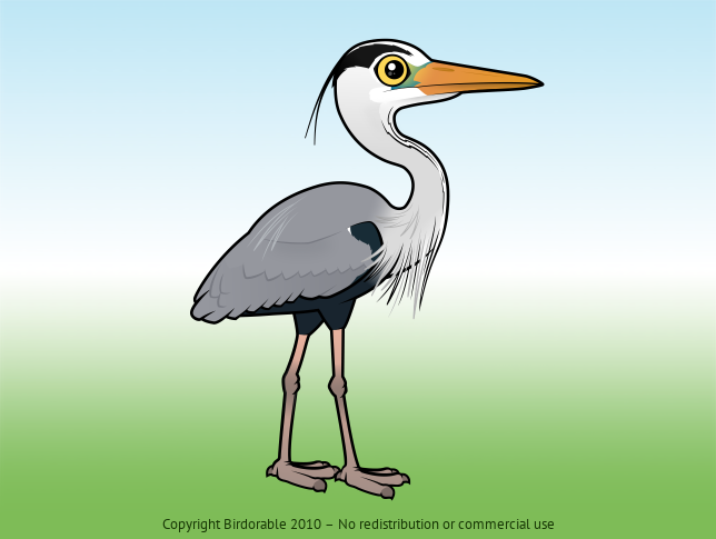 meet the Cute Grey Heron: Graceful Wetland Hunter | Birdorable