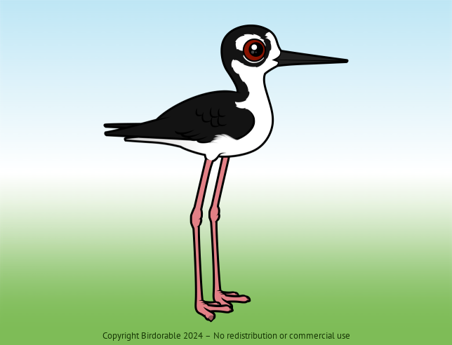 Cute Black-necked Stilt by Birdorable