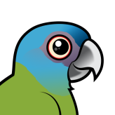 Blue-headed Macaw