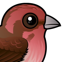 Purple Finch
