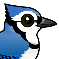 Meet the Cute Blue Jay by Birdorable | Meet the Birds