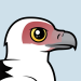 Palm-nut Vulture