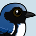 Black-throated Blue Warbler: Interesting Facts