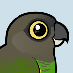 Birdorable Brown-headed Parrot Comes Flying in from Africa