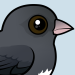 Dark-eyed Juncos: 10 Fun Facts