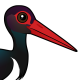 Black Stork